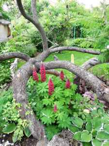 Paysages Helmbacher : Création de jardins   à Molsheim